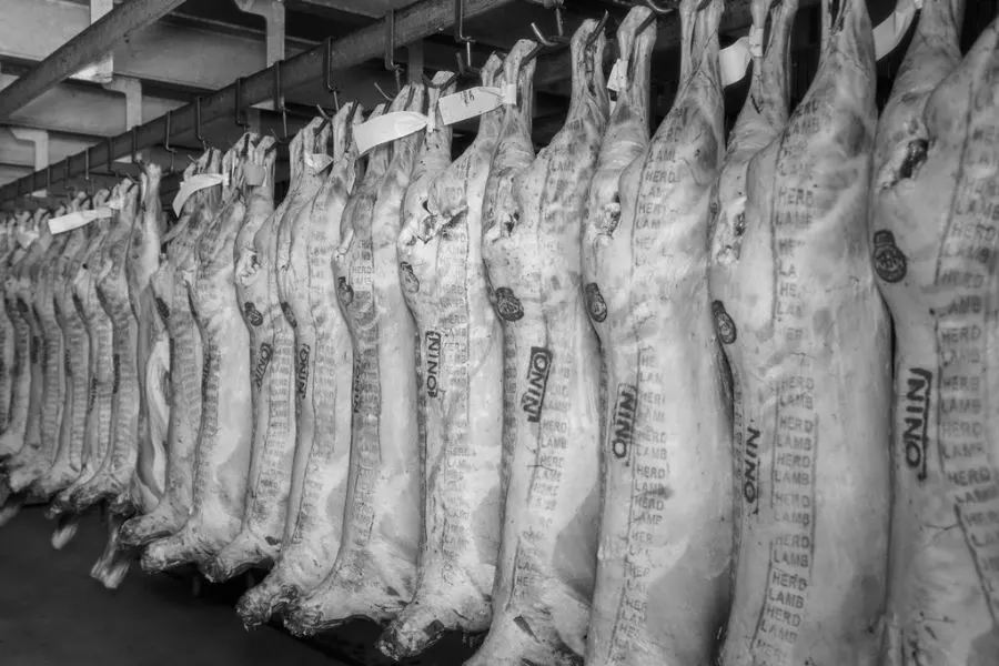 Lamb carcasses on the rail